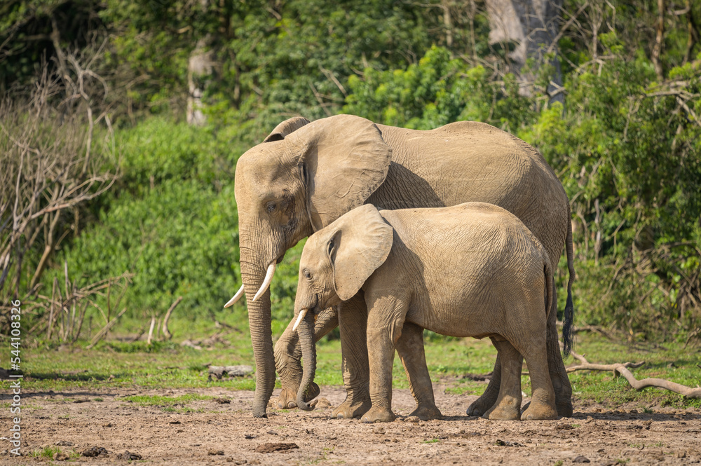 Fototapeta premium African bush elephants in Murchinson Falls National Park