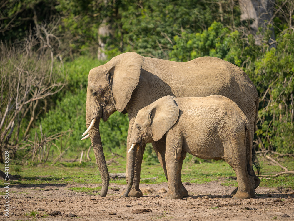 Fototapeta premium African bush elephants in Murchinson Falls National Park