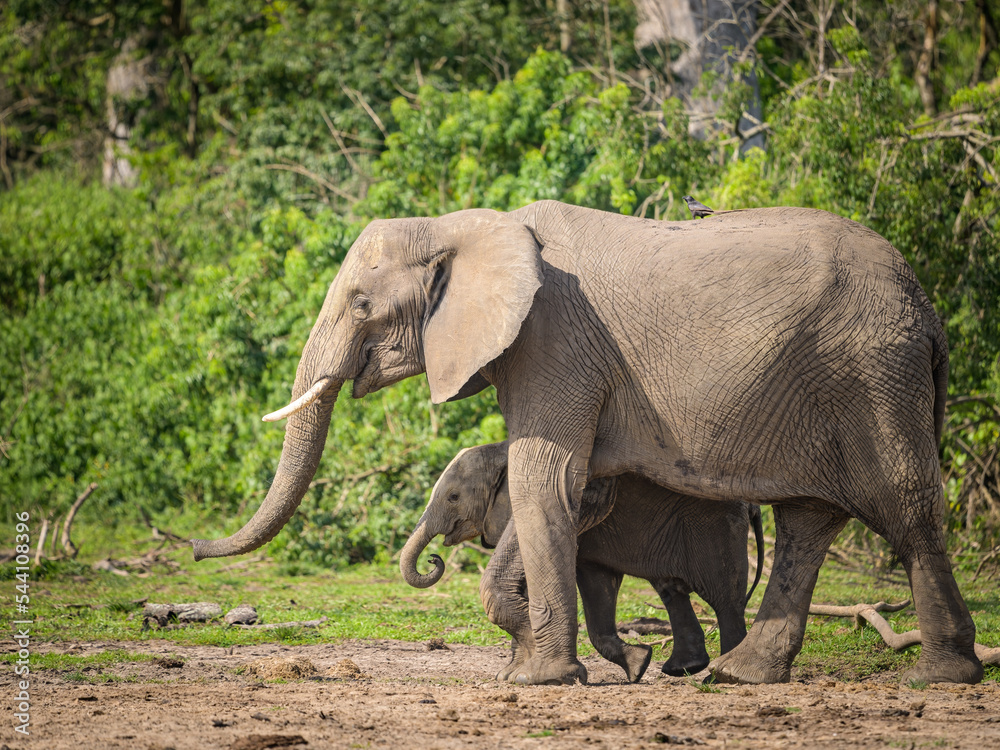 Fototapeta premium African bush elephants in Murchinson Falls National Park