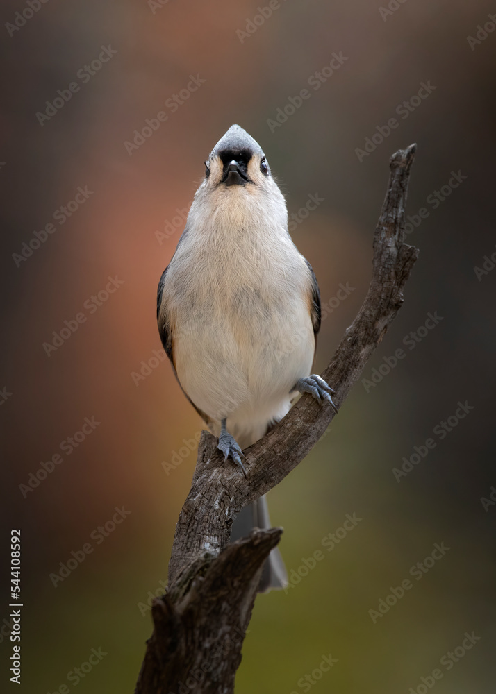 Fototapeta premium titmouse bird on perch