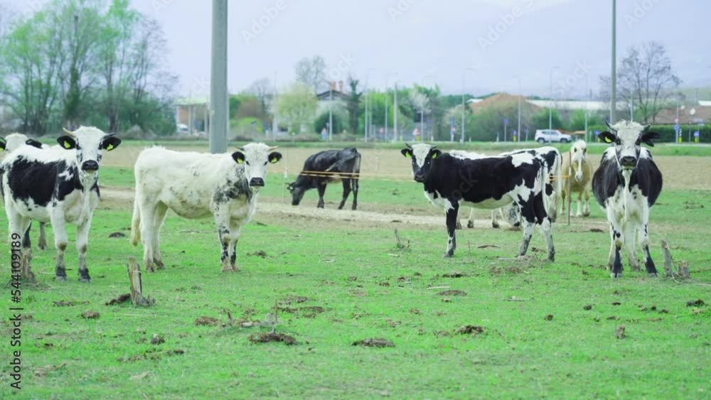 Herd of black and white cows grazes on pasture at rural site on cloudy day. Domestic young animals run on pasture with green grass and bare trees Herd of black and white cows grazes on pasture at rural site on cloudy day. Domestic young animals run on pasture with green grass and bare trees