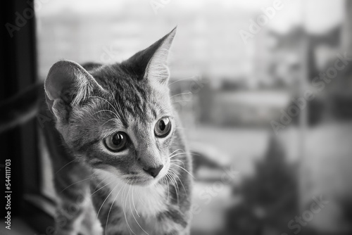 Black and white portrait of cat on the window overlooking the street