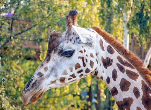 Portrait of a Nubian giraffe - giraffa camelopardalis rothschildi (GIRAFFA CAMELOPARDALIS) photo