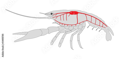Crayfish Circulatory System.