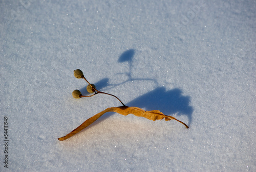 Dried linden flower with its shadow lies on the snow in winter.  photo