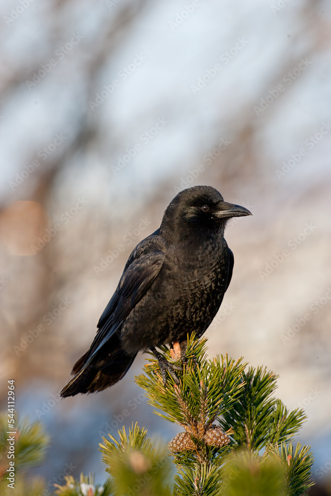 Northwestern Crow taken in southern Alaska Northwestern Crow taken in southern Alaska