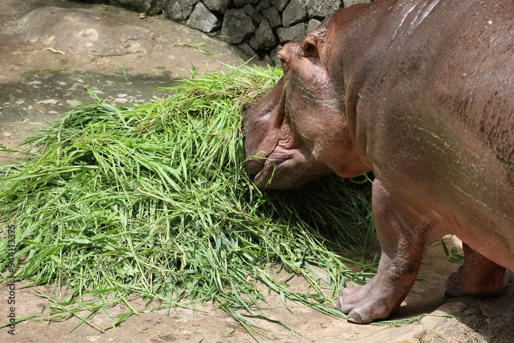 Close up head The Big hippopotamus in garden Close up head The Big hippopotamus in garden