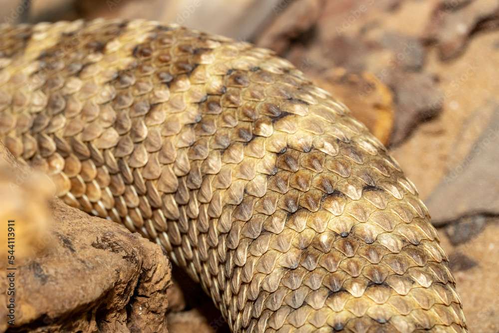 Obraz premium Spotted Rattlesnake. Mitchell's rattlesnake. A white rattlesnake. Crotalus mitchellii.