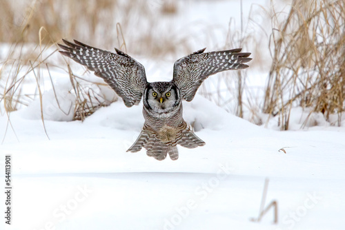 Northern Hawk Owl taken in nortthern MN photo