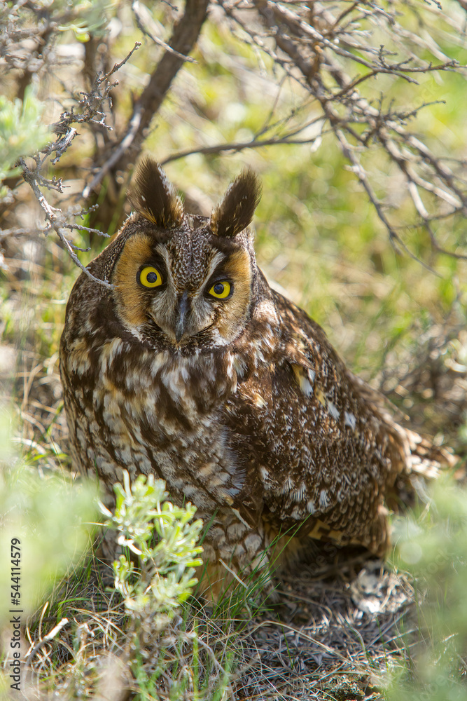 Long-earned Owl taken in Yellowstone NP Long-earned Owl taken in Yellowstone NP