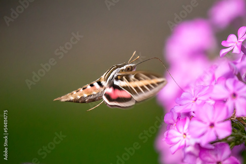 White-lined Sphnix moth taken in southern MN photo