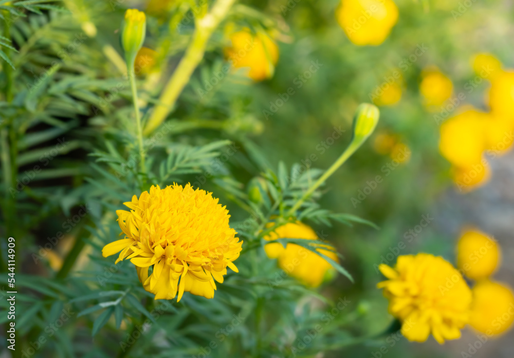 Fototapeta premium Yellow marigold flowers, small petals stacked together to form a circle, about 5-10 cm wide. In Thailand, it is commonly grown as an ornamental plant and used in religious ceremonies.