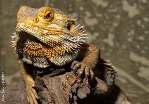 Coastal agama. Pogona barbata. The bearded dragon. A bearded lizard. photo