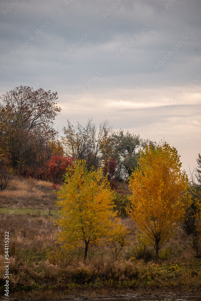 autumn in the forest