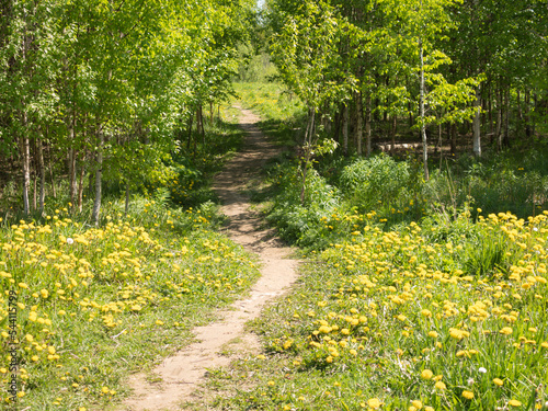 dandelions and a path