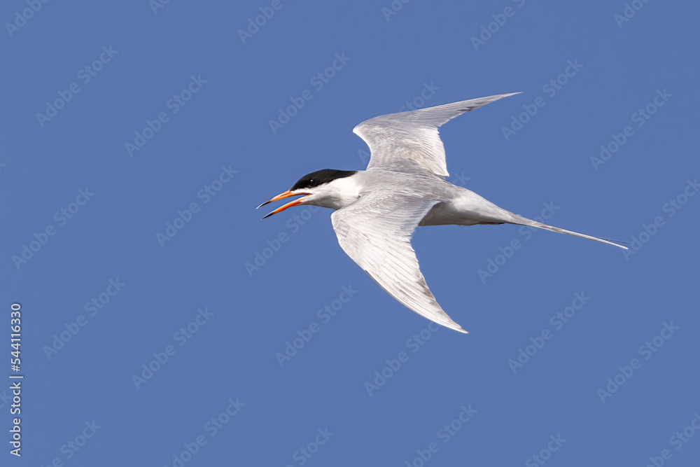 Obraz premium Forester's Tern adult in flight taken in central MN