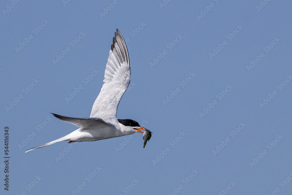 Forester's Tern adult in flight taken in central MN Forester's Tern adult in flight taken in central MN