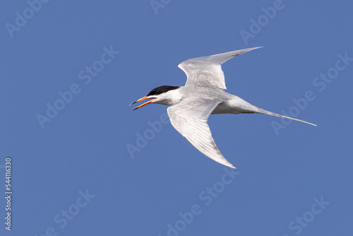 Forester's Tern adult in flight taken in central MN