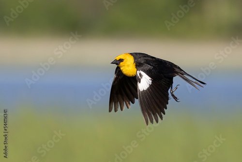 Yellow-headed Blackbird male in flighit taken in central MN photo