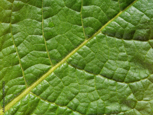 Green leaf macro background. Beautiful nature backdrop. Close up of texture Green leaf . Environment and ecology concept, space for your design