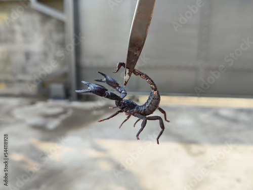 Foto Scorpion,Heterometrus laoticus found at Thailand