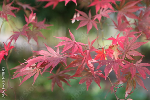 The autumn colours of the Japanese maple 'Shojo-shidare' tree.