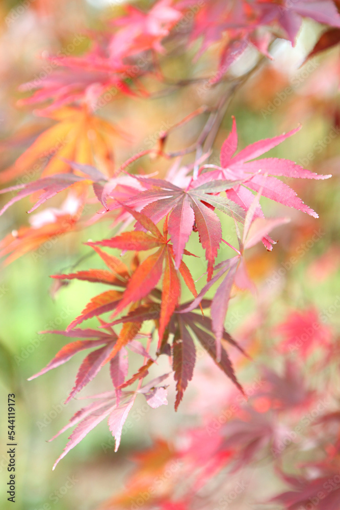 The autumn colours of the Japanese maple 'Shojo-shidare' tree. The autumn colours of the Japanese maple 'Shojo-shidare' tree.