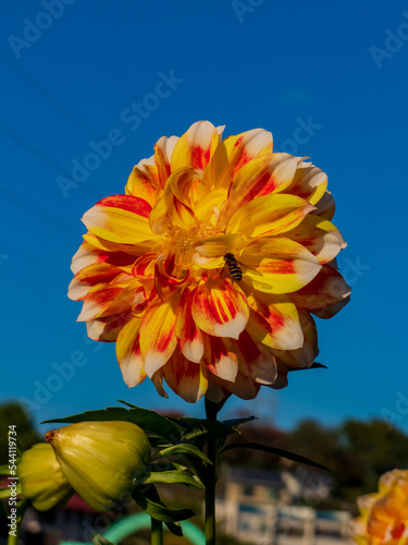 ダリアとミツバチ