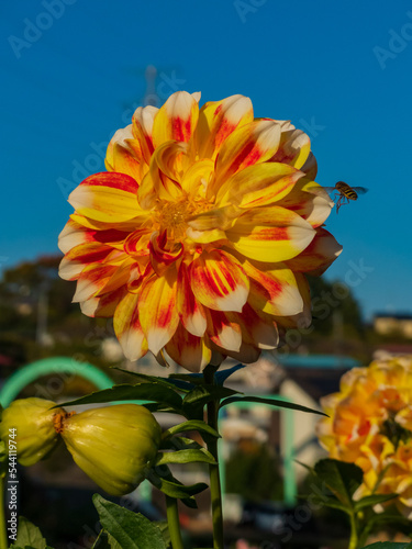 ダリアとミツバチ