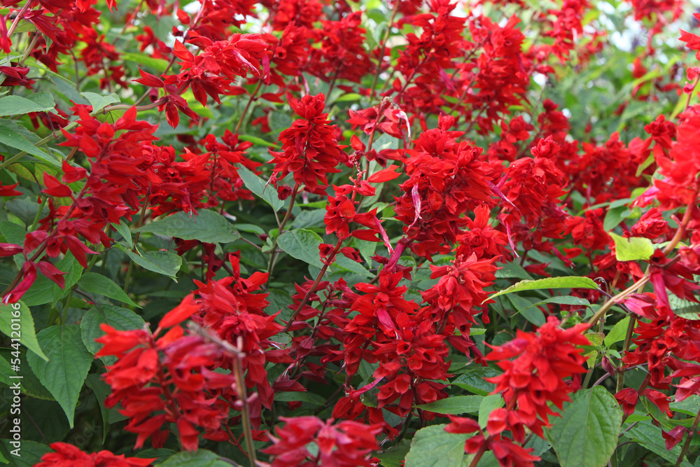 Salvia splendens 'Jimi's Good Red' in flower.