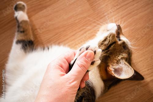 Human hand touching a cat's paw, cat lying on the floor