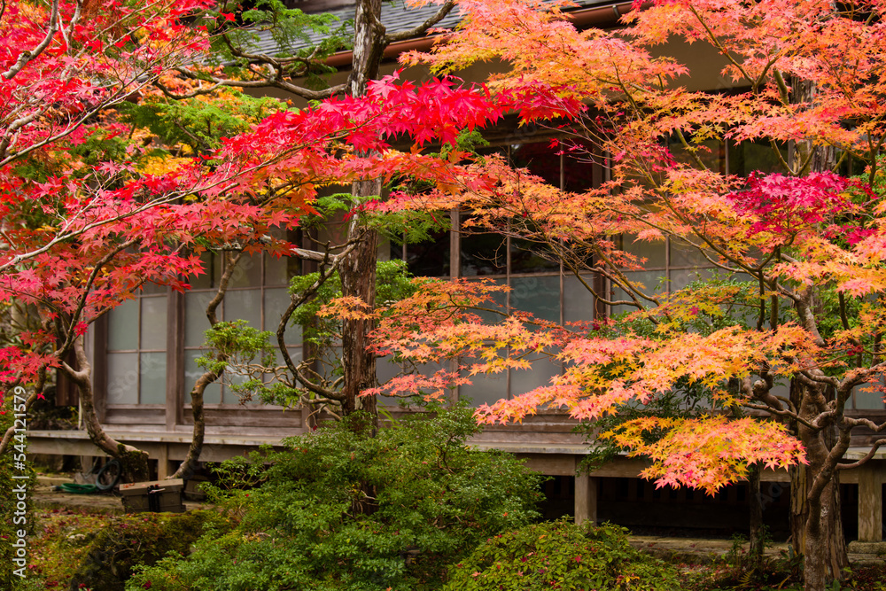 高野山の秋風景