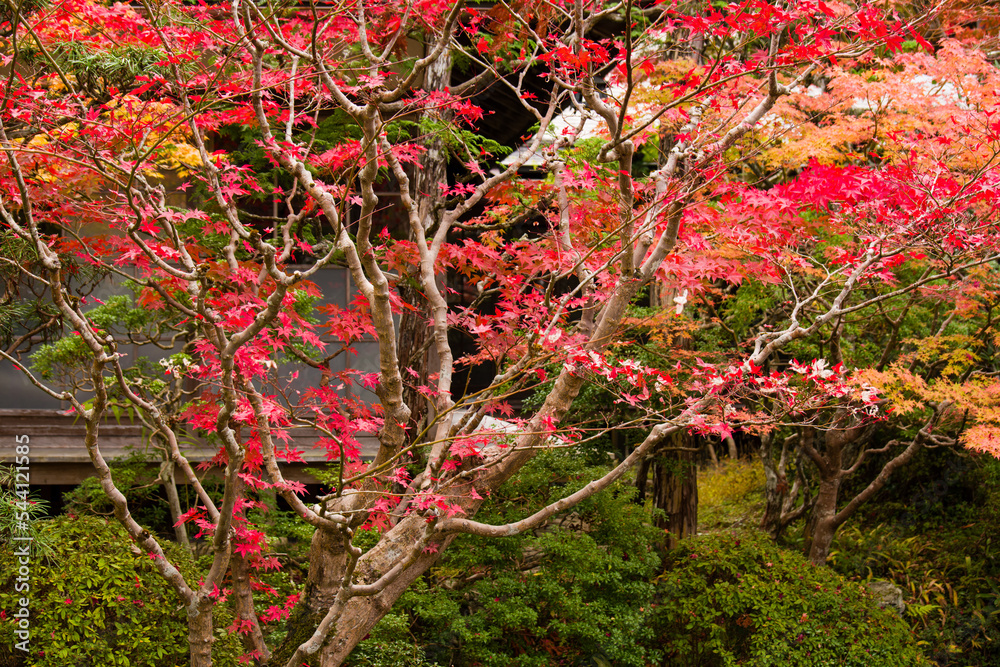 高野山の秋風景