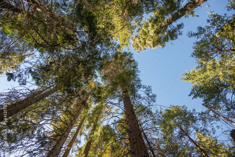Obraz premium Giant Sequoias in Mariposa Grove , Yosemite National Park, Carifornia, USA.
