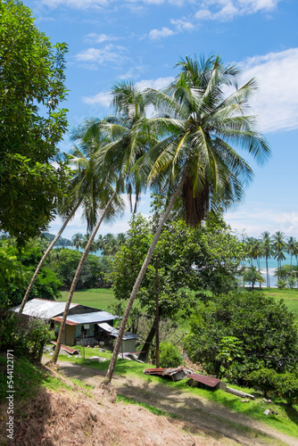 Paisaje con casa y palmeras en la costa de Uvita en la provincia de Puntarenas, Costa Rica photo