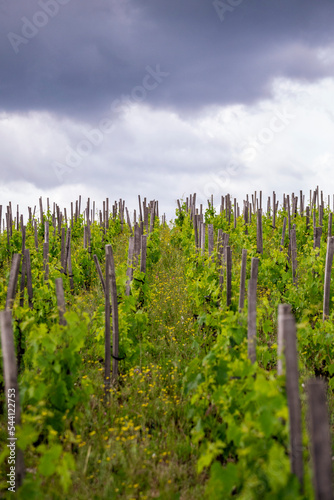 storm is coming on sangiovese's vineyards in tuscany italy photo