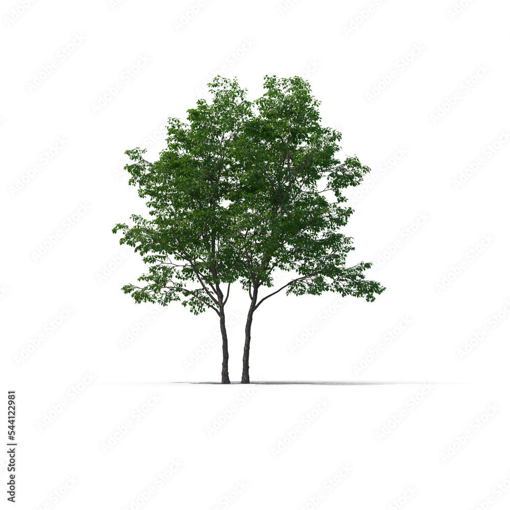 Fototapeta premium tree isolated on transparent background