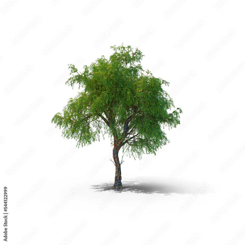 Obraz premium tree isolated on transparent background