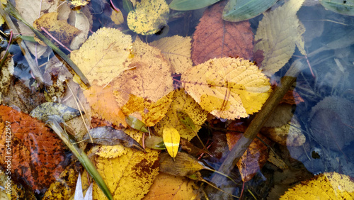 Photo of yellow leaves in lake water