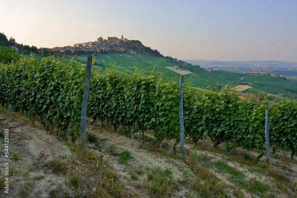 Obraz premium sunrise in langhe's vineyards of nebbiolo in piedmont italy