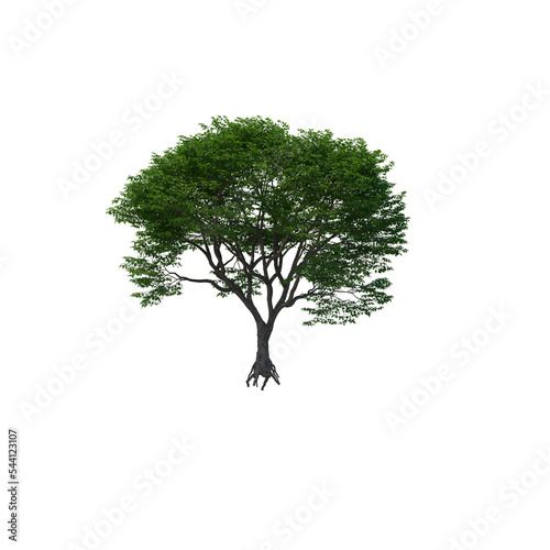 tree isolated on transparent background