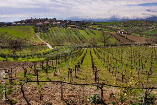 Foto vineyards of montepulciano in Abruzzo Italy