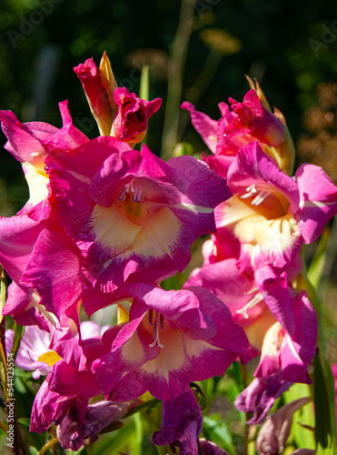Close-up - a bouquet of pink Gladiolus with a yellow heart and white stamens, in the garden.