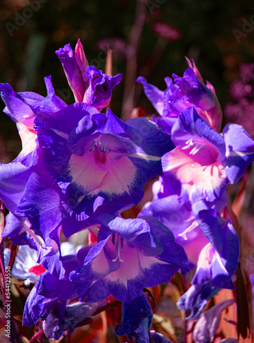 Close-up - a bouquet of purple gladiolus with a pink heart and white stamens in the garden.