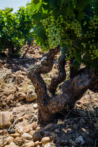 details of shiraz vineyards in cote du rhone france