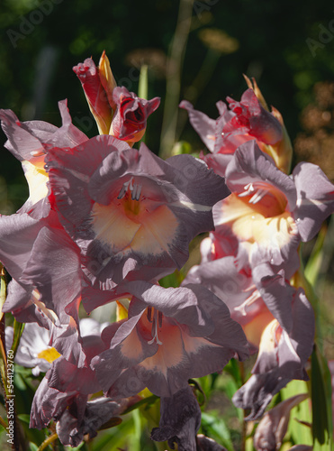 Close-up - a bouquet of gray gladiolus with a yellow core and white stamens in the garden.