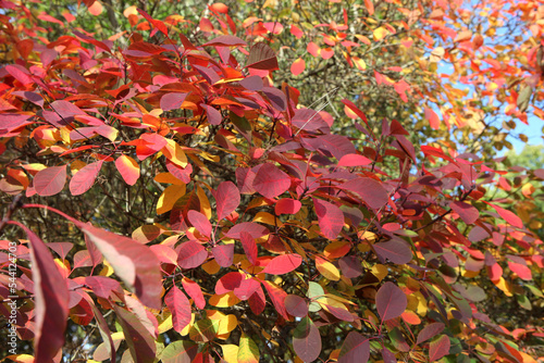 The autumn colours of the Cotinus coggygria  or smoke tree.