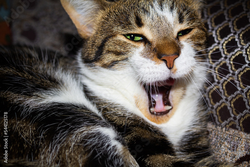 Yawning tabby brown cat, close-up