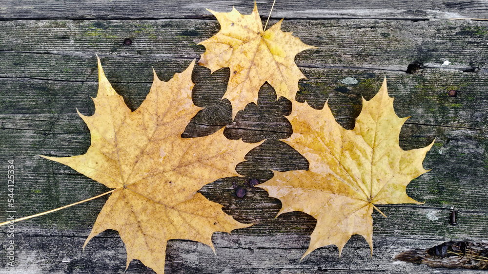 Three maple leaves of different sizes Three maple leaves of different sizes