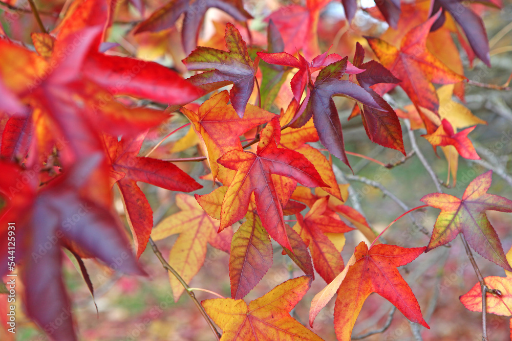 The autumn colours of the Liquidambar styraciflua 'Penwood' tree. The autumn colours of the Liquidambar styraciflua 'Penwood' tree.